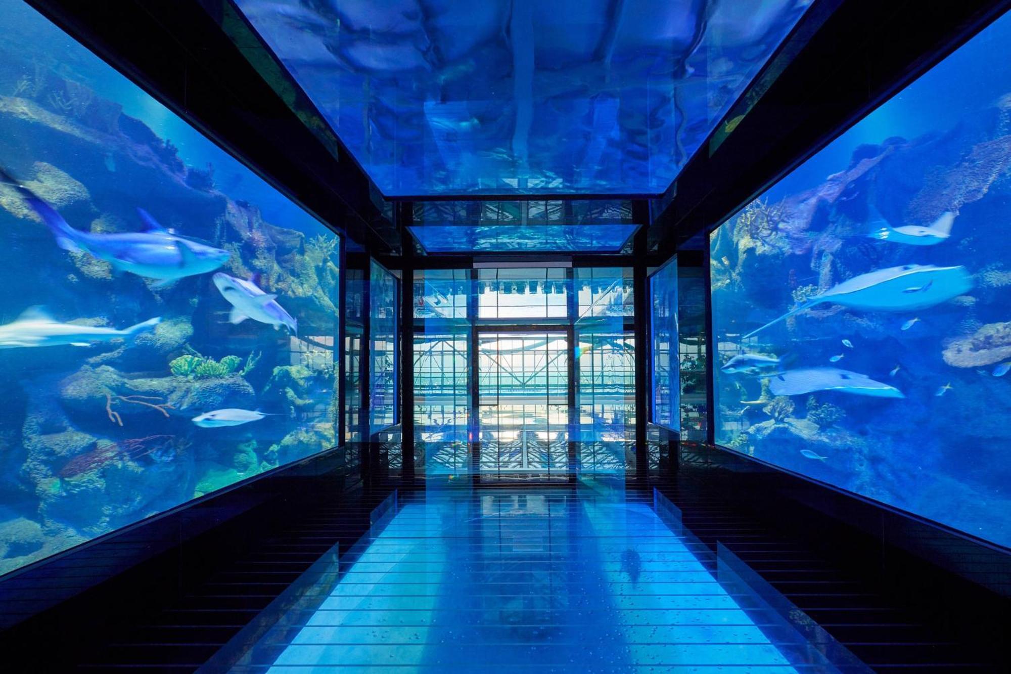 Paragraph Resort & Spa Shekvetili, Autograph Collection Buitenkant foto The tunnel at the aquarium